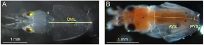 Antagonistic Interactions and Clutch-Dependent Sensitivity Induce Variable Responses to Ocean Acidification and Warming in Squid (Doryteuthis pealeii) Embryos and Paralarvae